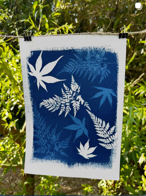Cyanotype herbes et graminées