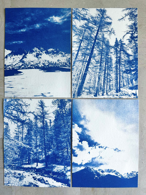 Cyanotype fleurs séchées papier