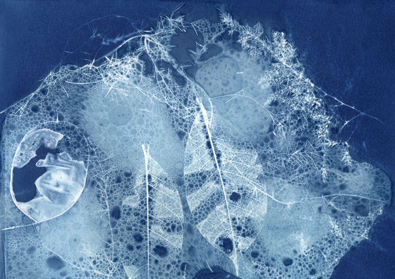 Cyanotype création bleue